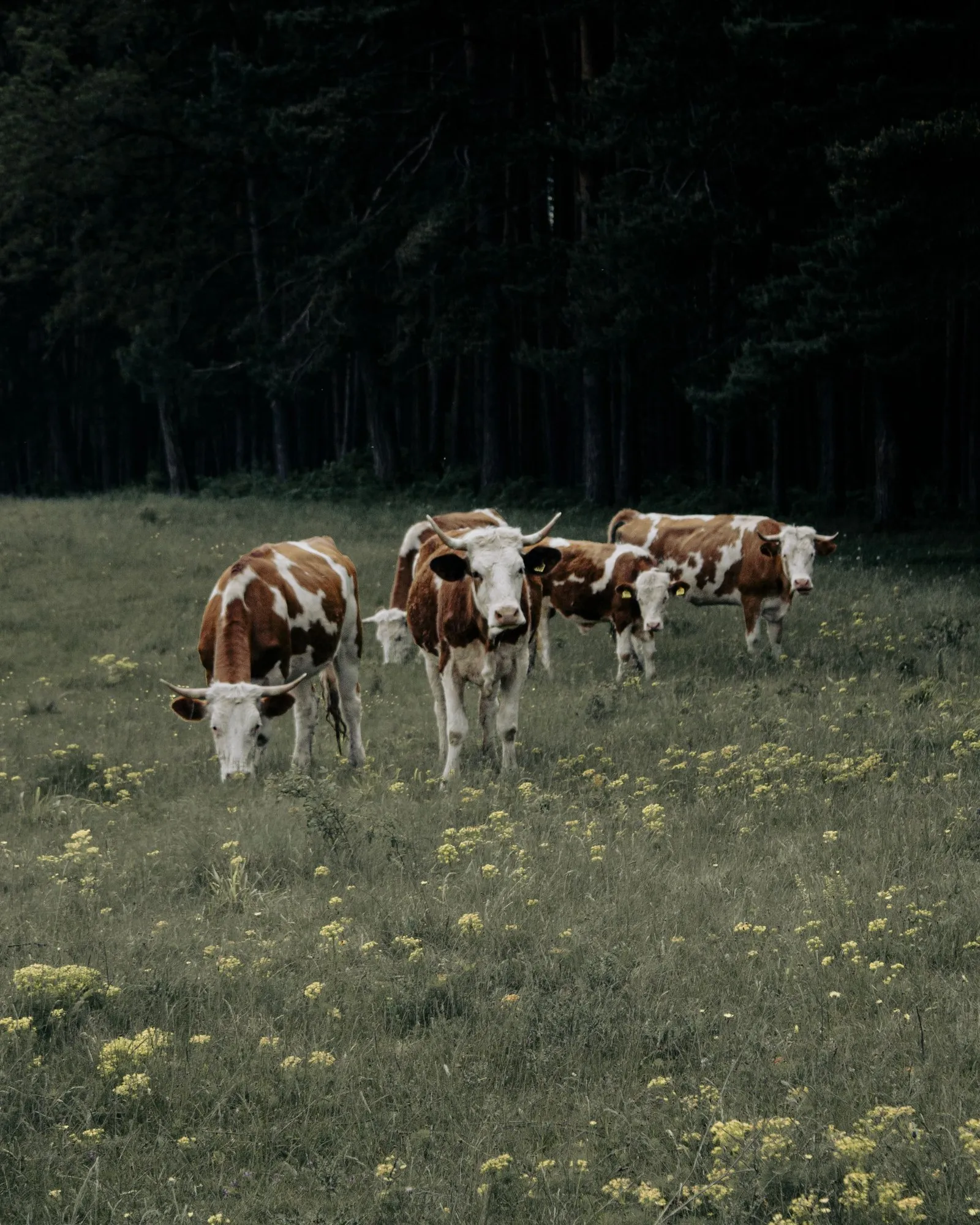 Troupeau de vaches en pâture à la lisière d'une forêt