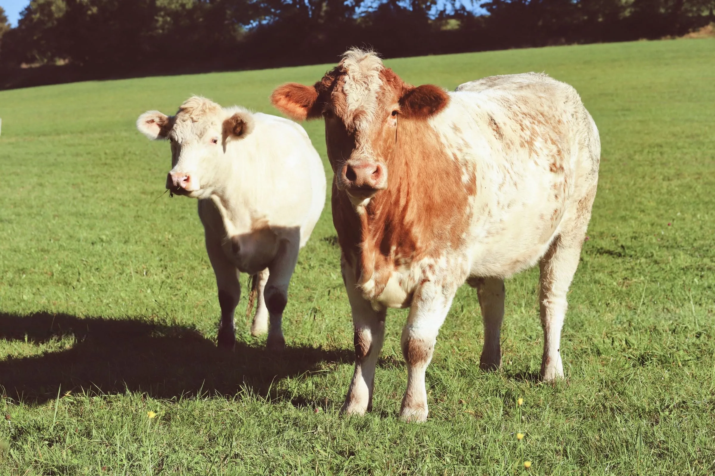 A herd of cattle grazing in a sunny pasture