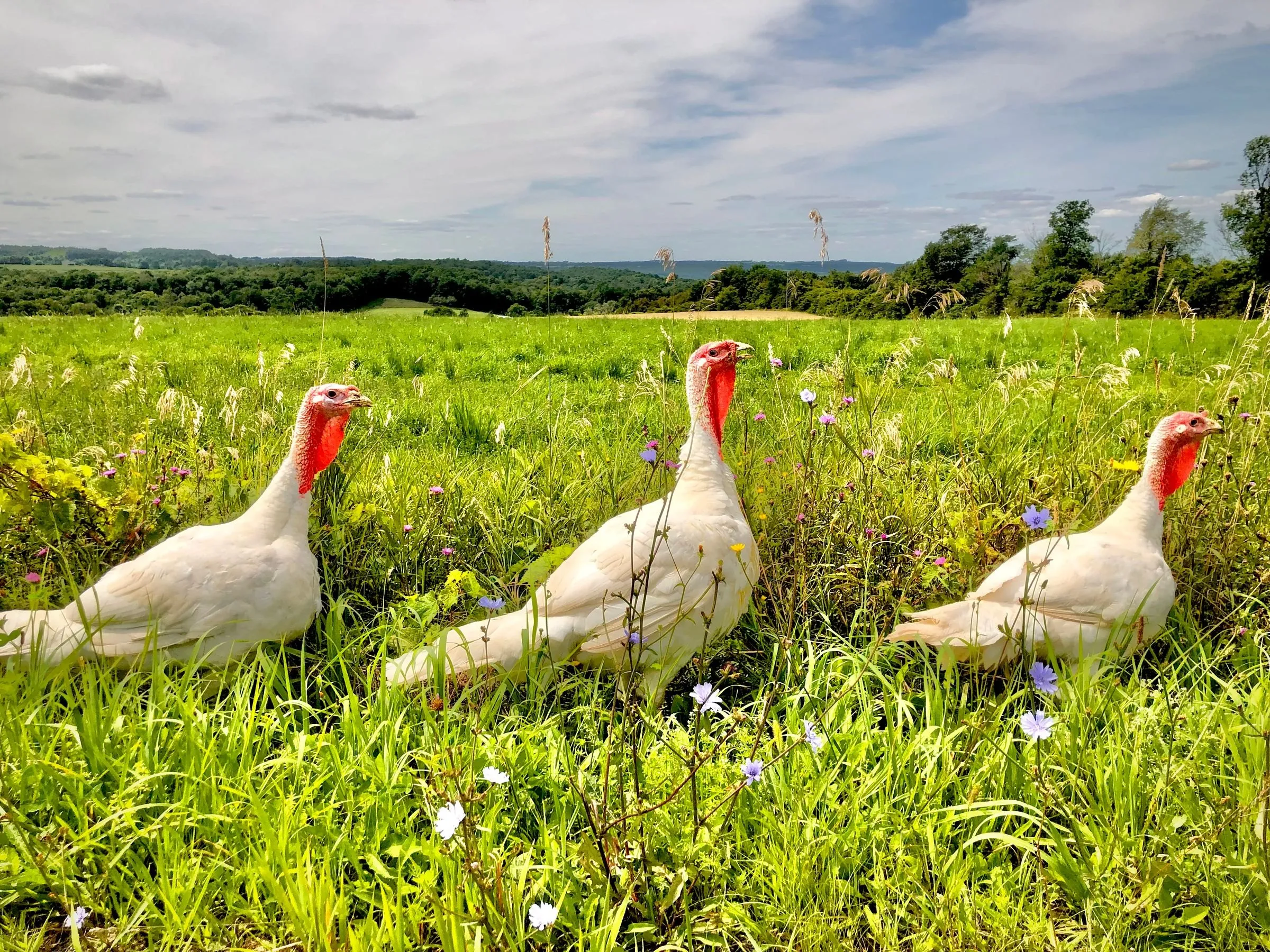 Dindes blanches dans une prairie en fleurs