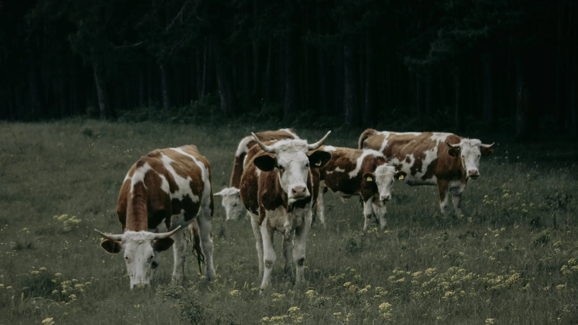 Troupeau de bovins en pâture, à la lisière d'une forêt
